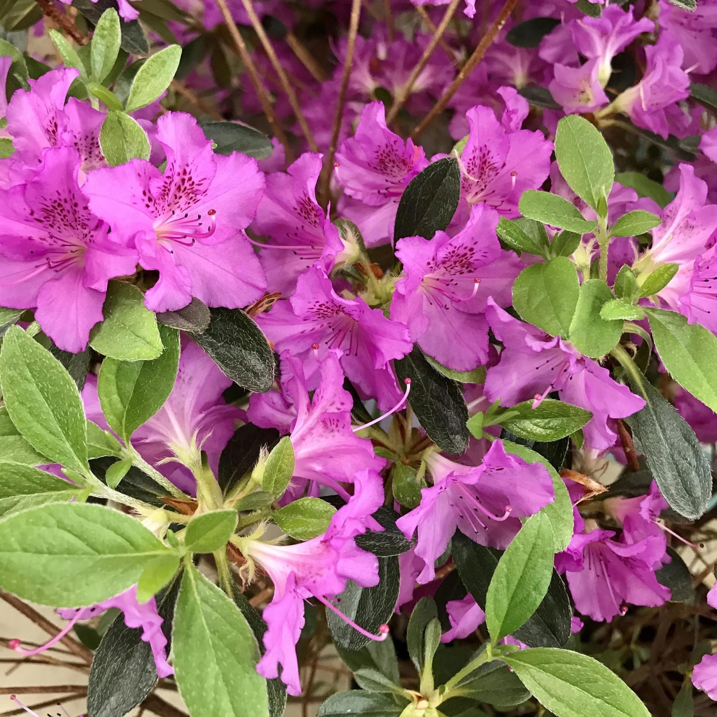 Azalea 'karen' - View 17 from www redcrocus com