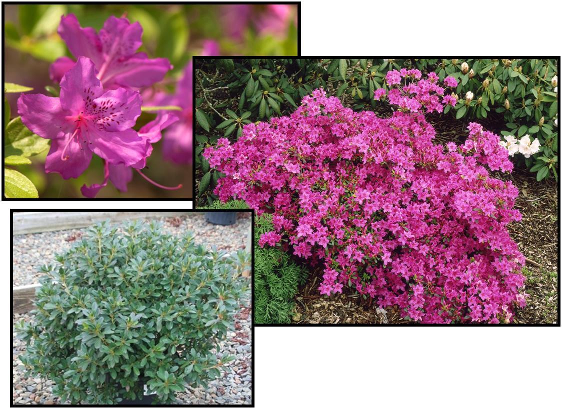 Azalea 'karen' - View 2 from www redcrocus com