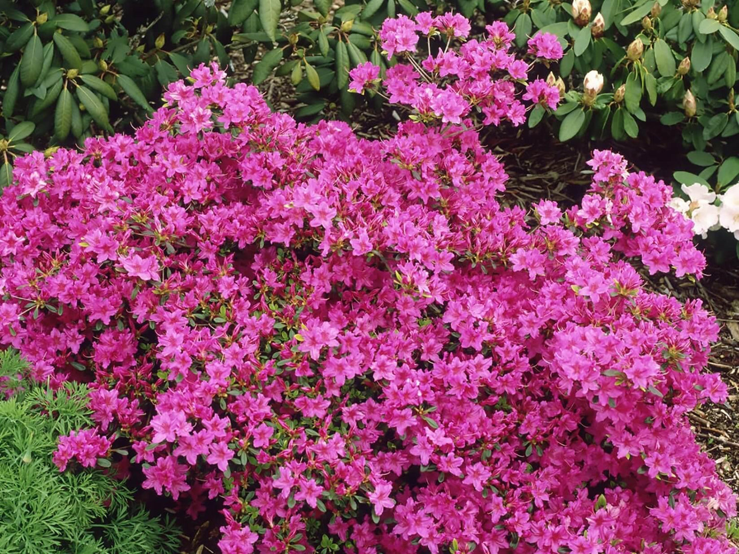 Azalea 'karen' - View 3 from www redcrocus com