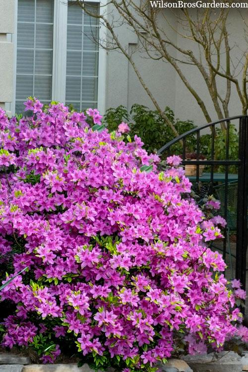 Azalea 'karen' - View 5 from www redcrocus com