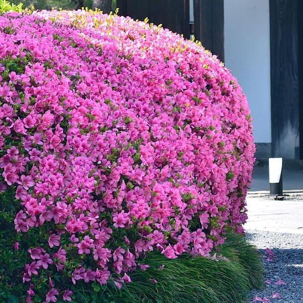 Azalea 'karen' - View 6 from www redcrocus com