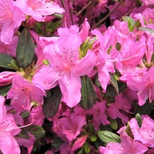 Azalea 'karen' - View 7 from www redcrocus com