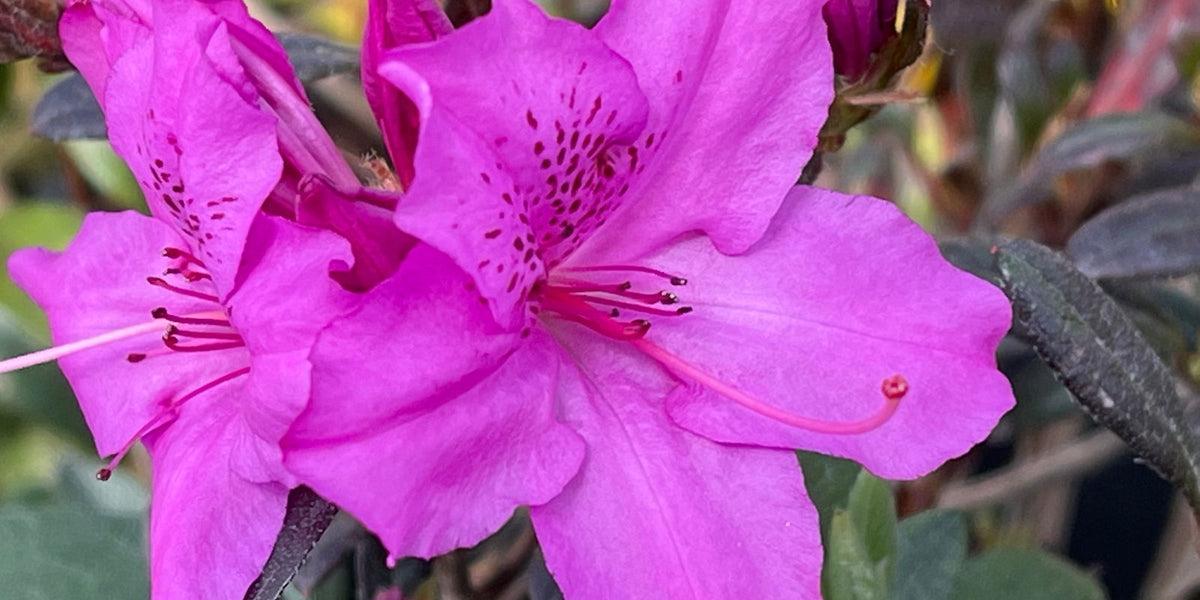 Azalea 'karen' - View 8 from www redcrocus com