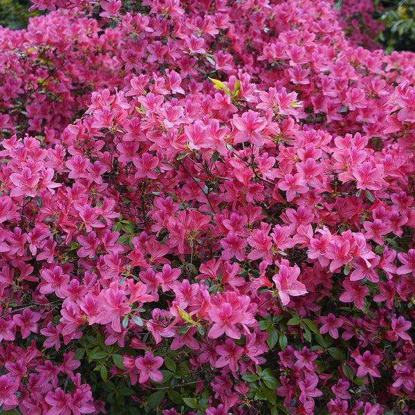 Azalea 'karen' - View 9 from www redcrocus com