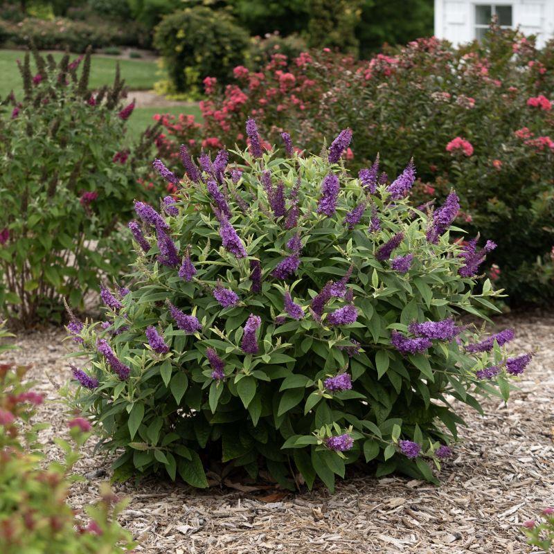 Buddleia Davidii 'dapper Lavender' - View 10 from www redcrocus com