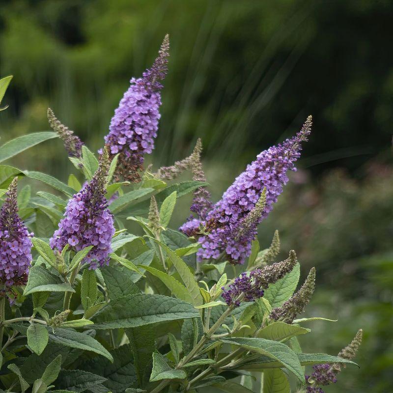 Buddleia Davidii 'dapper Lavender' - View 16 from www redcrocus com