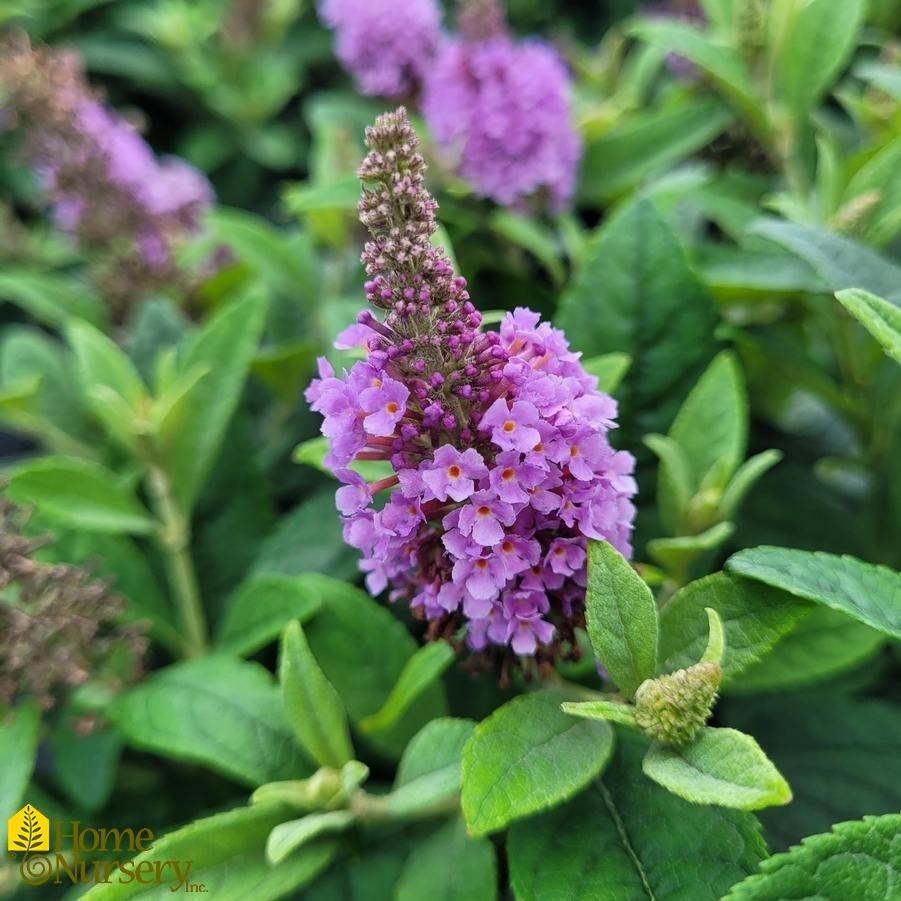 Buddleia Davidii 'dapper Lavender' - View 18 from www redcrocus com