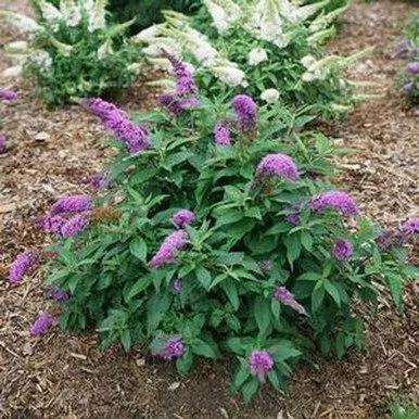 Buddleia Davidii 'dapper Lavender' - View 26 from www redcrocus com