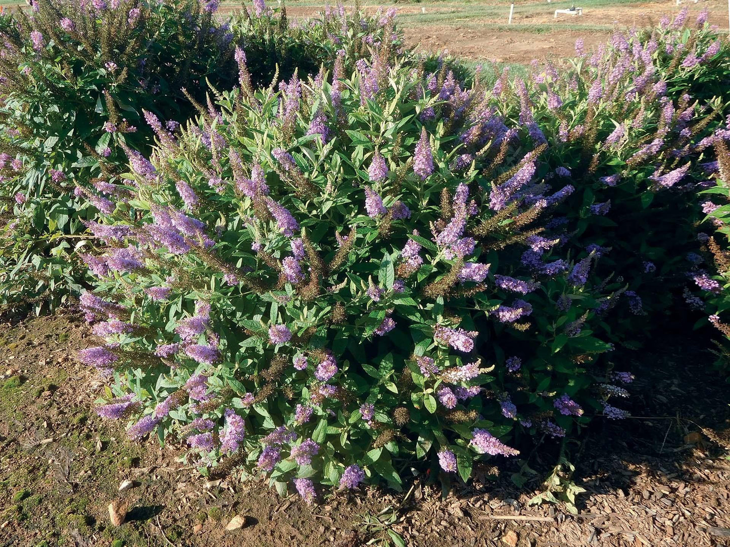 Buddleia Davidii 'dapper Lavender' - View 2 from www redcrocus com