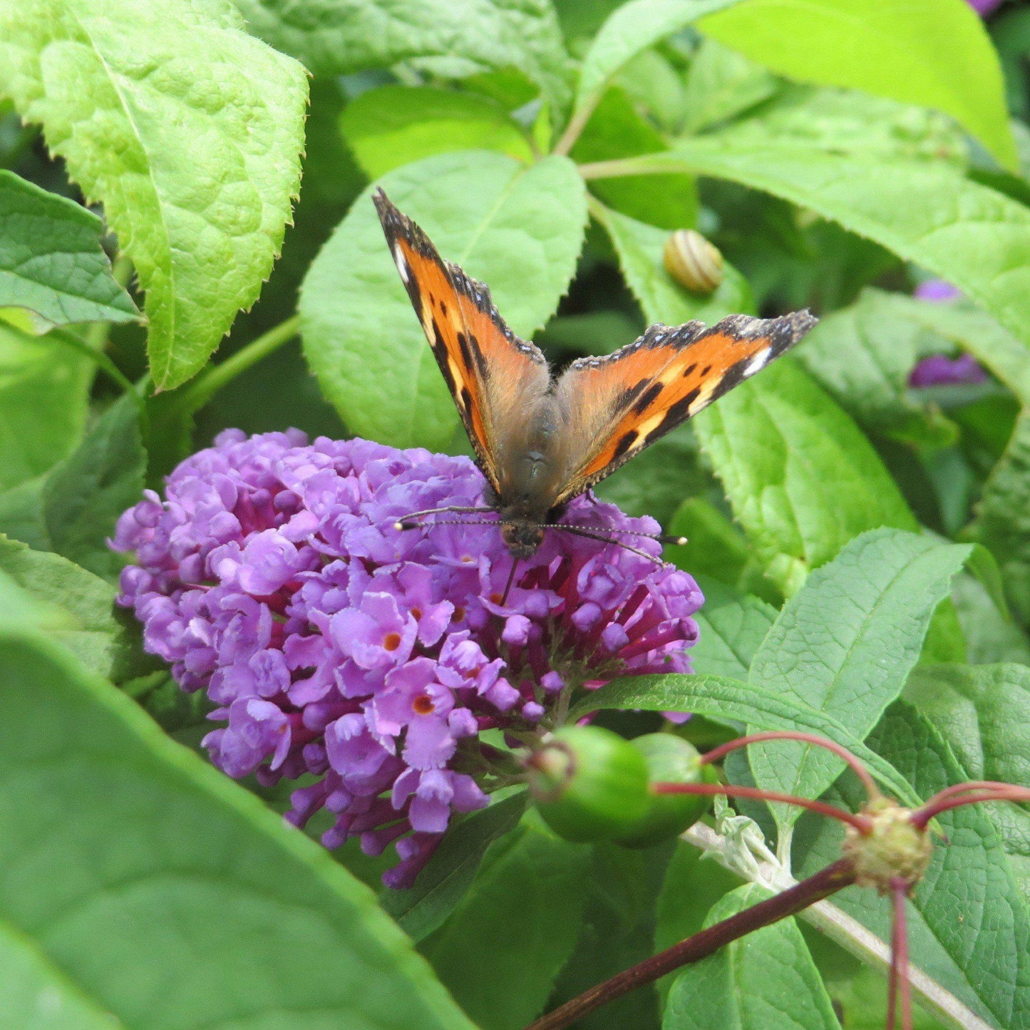 Buddleia Davidii 'dapper Lavender' - View 32 from www redcrocus com