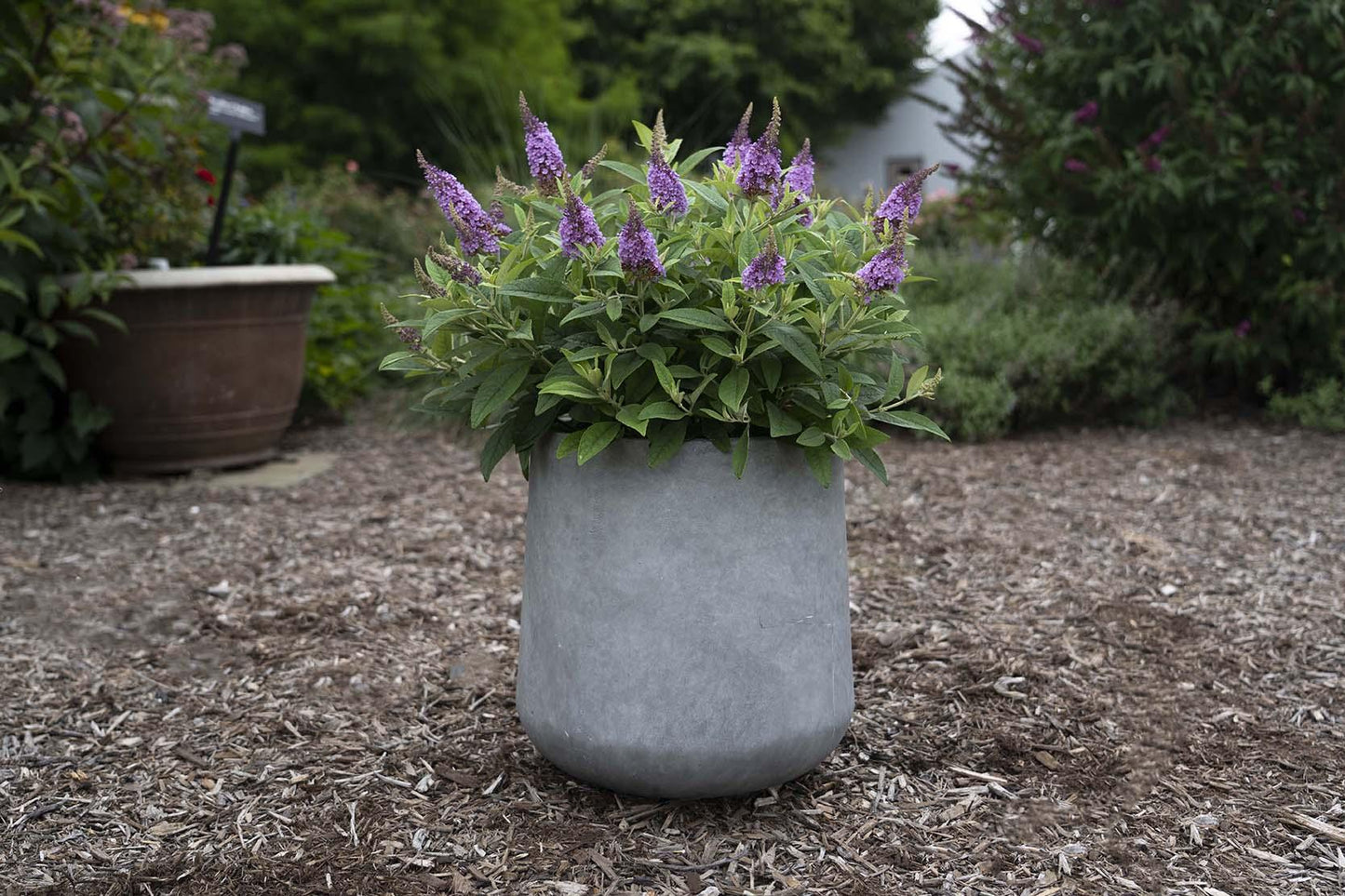Buddleia Davidii 'dapper Lavender' - View 4 from www redcrocus com