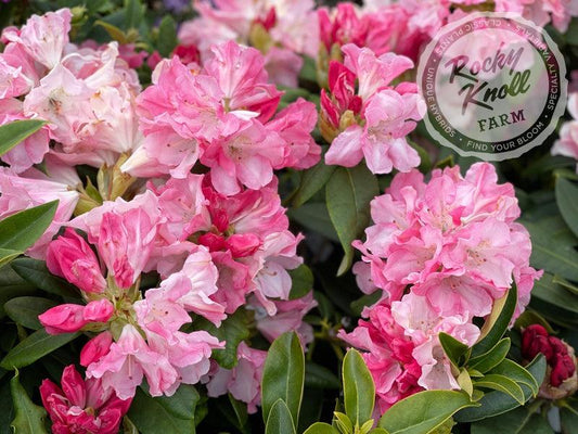 Rhododendron Yakushimanum 'yaku Prince' - View 11 from www redcrocus com