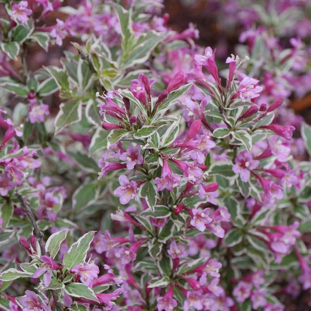 Weigela Florida 'my Monet Purple Effect' - View 32 from www redcrocus com
