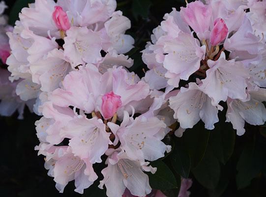 Rhododendron 'dreamland' - View 9 from www redcrocus com