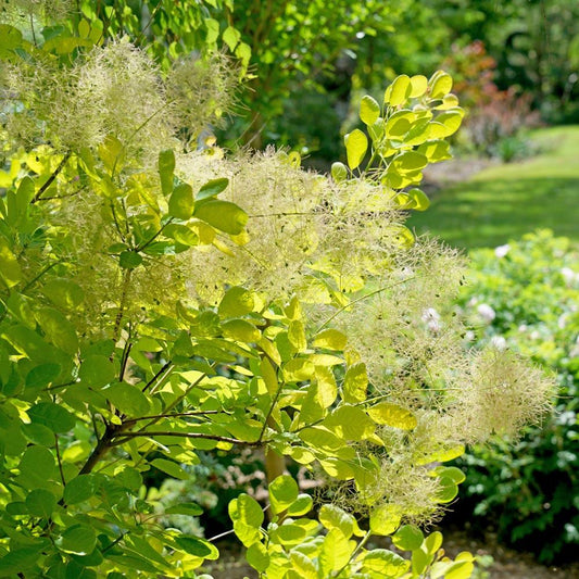 Cotinus Coggygria 'winecraft Gold' - View 10 from www redcrocus com