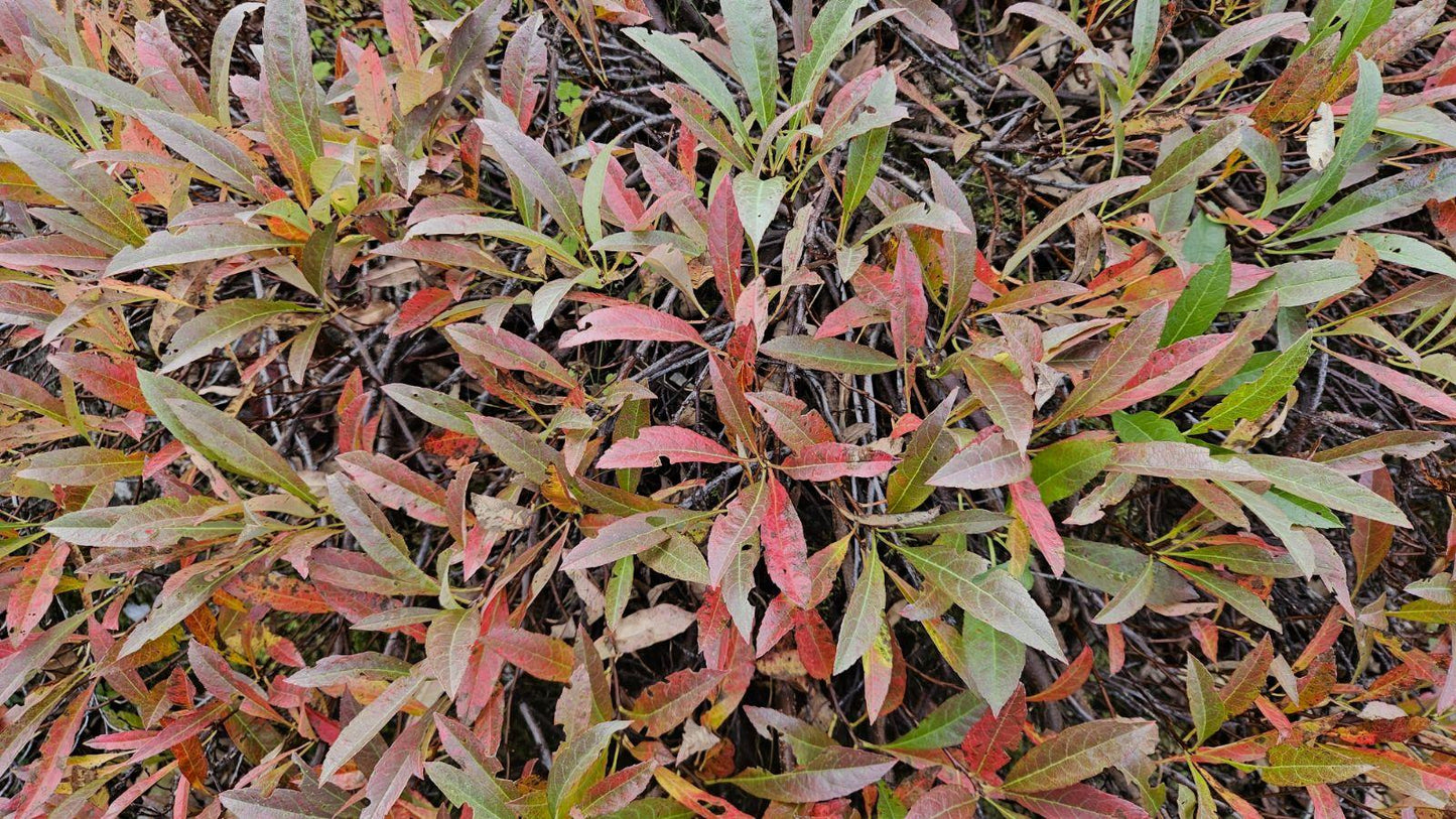 Prunus Pumila - View 9 from www redcrocus com
