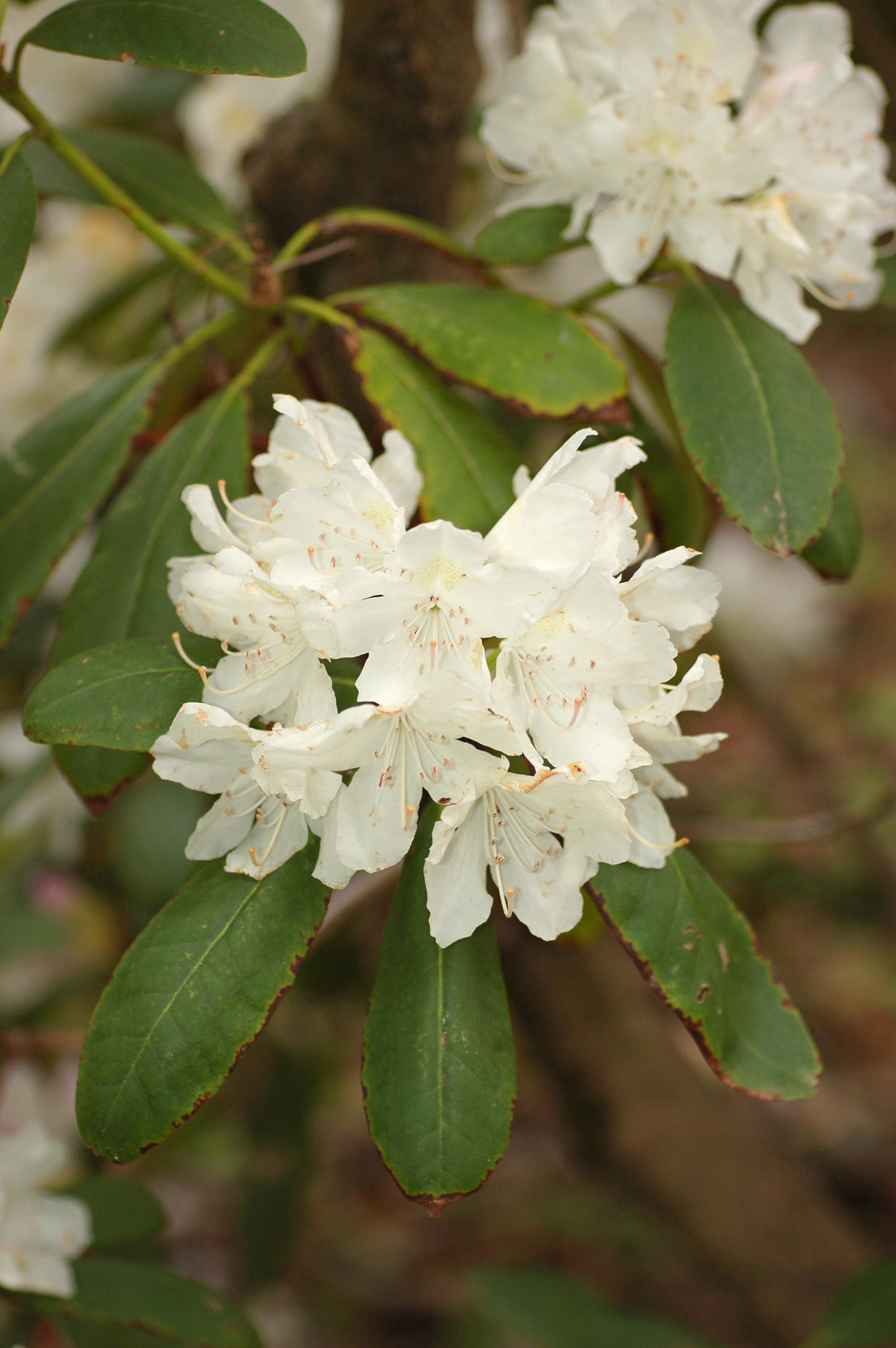 Rhododendron 'boule De Neige' - View 16 from www redcrocus com