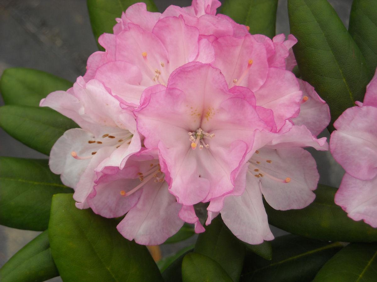 Rhododendron 'dorothy Swift' - View 9 from www redcrocus com