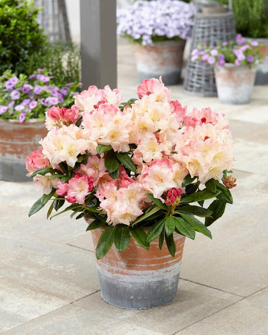 Rhododendron 'percy Wiseman' - View 11 from www redcrocus com