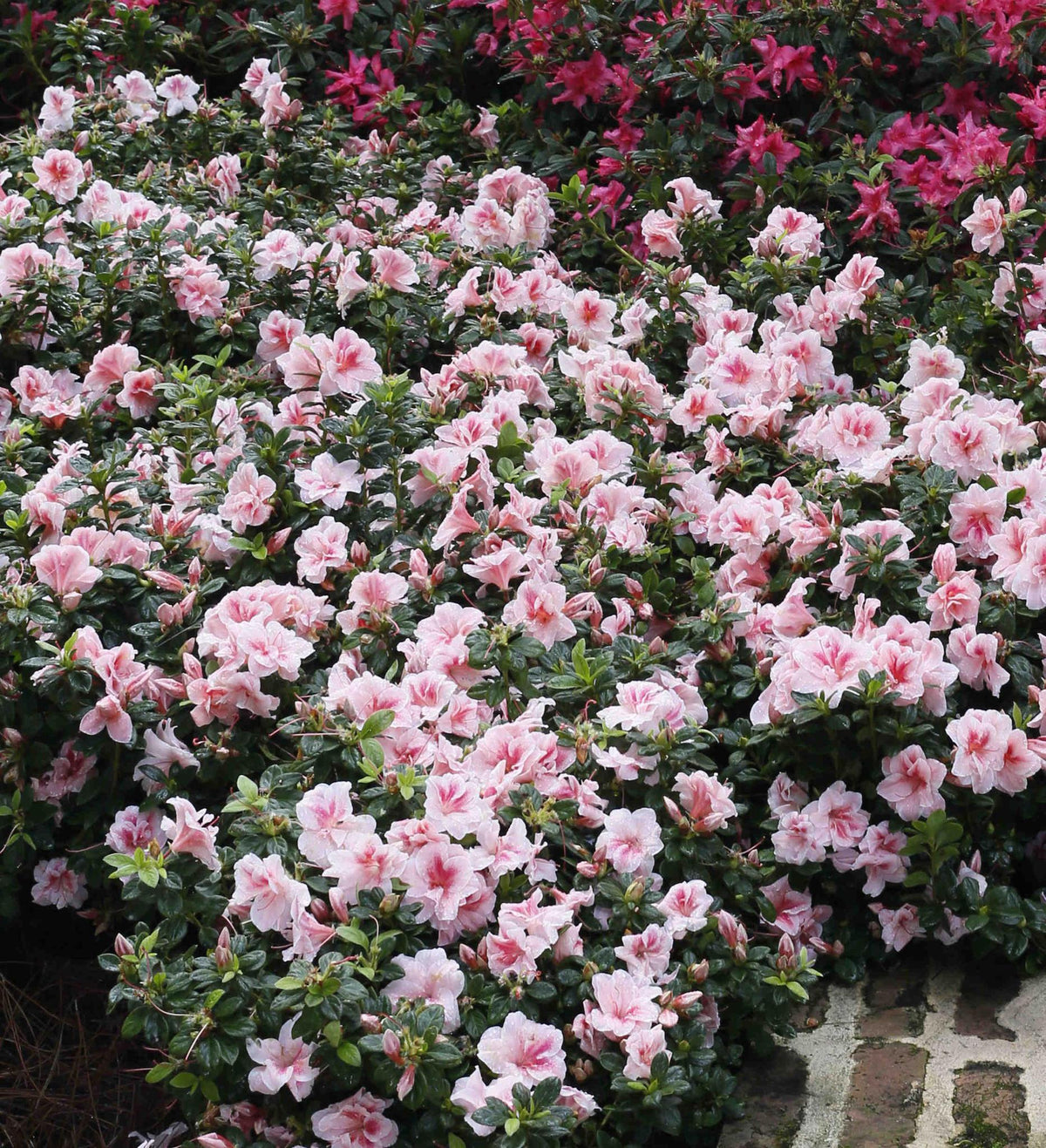 Azalea 'autumn Chiffon Encore' - View 21 from www redcrocus com