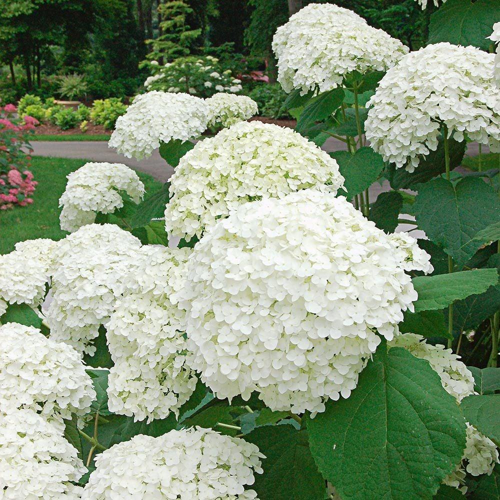 Hydrangea Arborescens 'incrediball' - View 37 from www redcrocus com