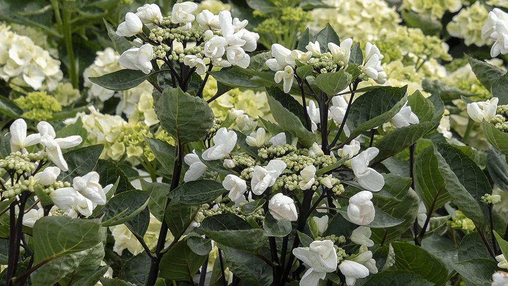 Hydrangea Macrophylla 'seaside Serenade Glacier Bay' - View 2 from www redcrocus com