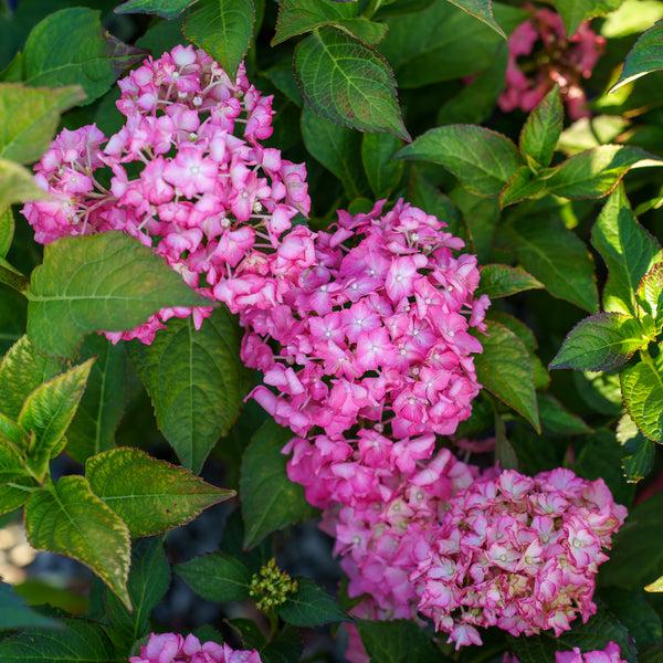 Hydrangea Macrophylla 'seaside Serenade Hamptons' - View 13 from www redcrocus com