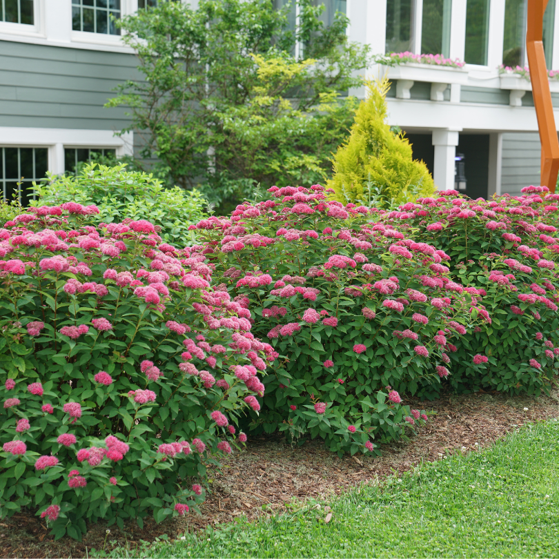 Spirea Japonica 'double Play Doozie' - View 24 from www redcrocus com