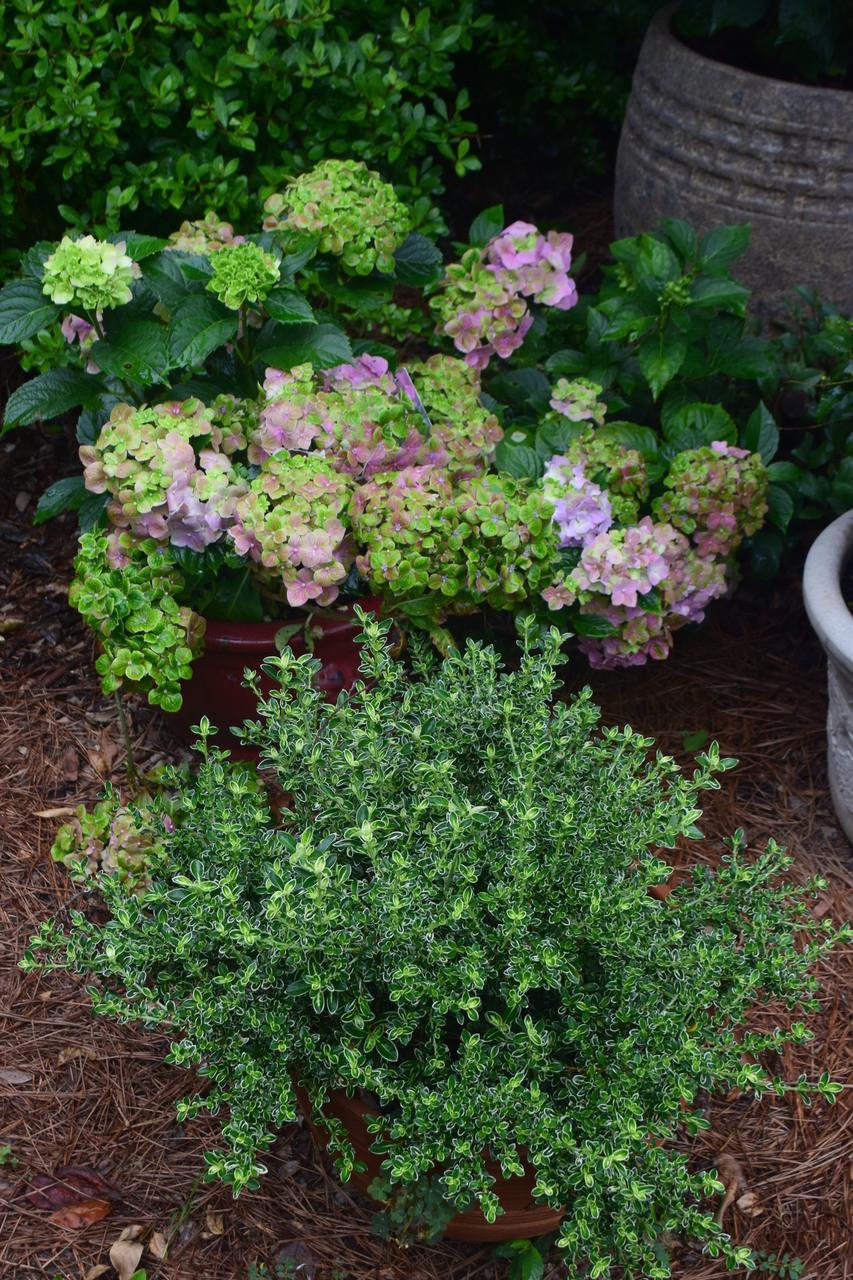 Hydrangea Macrophylla 'froggie' - View 16 from www redcrocus com