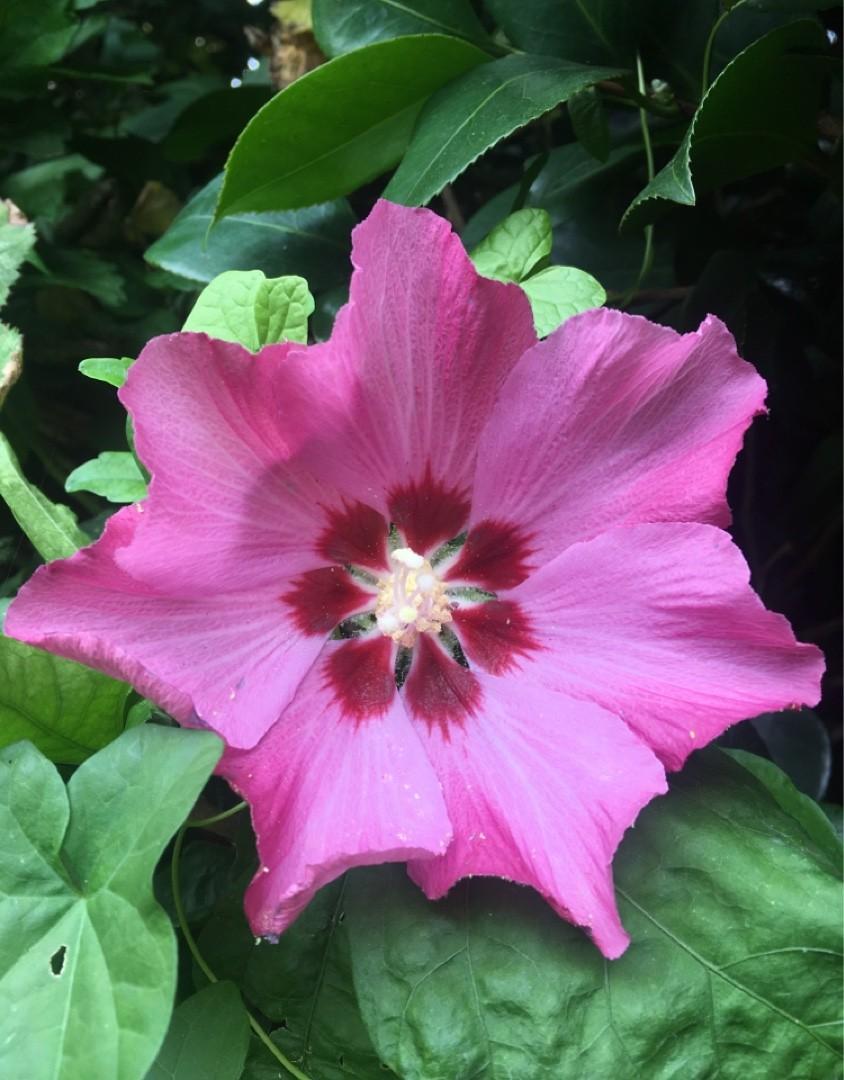 Hibiscus Syriacus 'aphrodite' - View 10 from www redcrocus com
