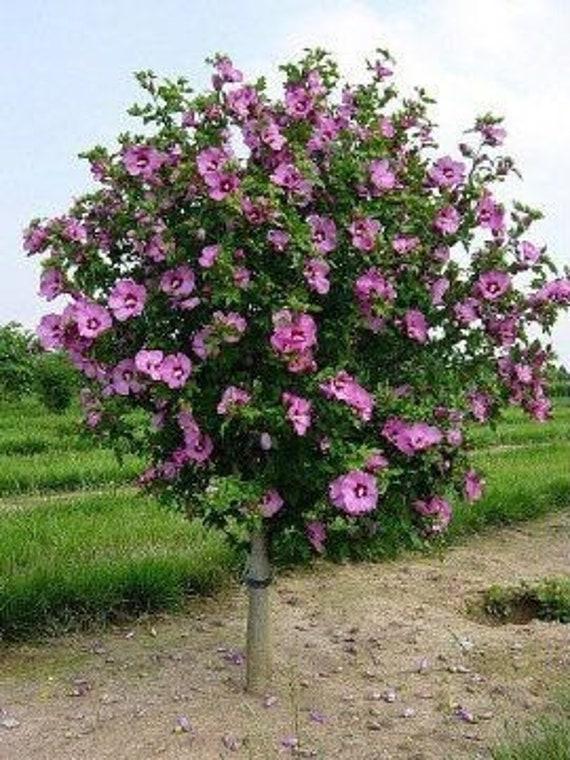 Hibiscus Syriacus 'aphrodite' - View 11 from www redcrocus com