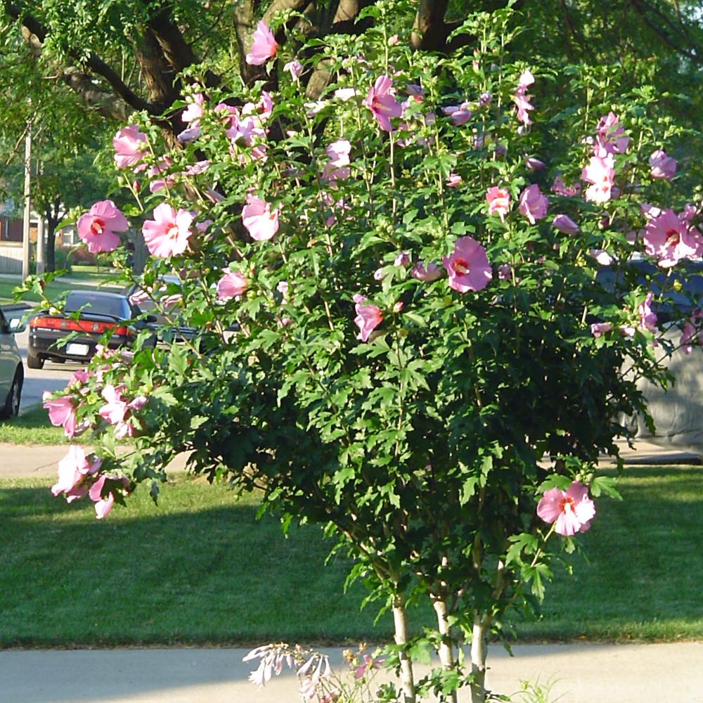 Hibiscus Syriacus 'aphrodite' - View 12 from www redcrocus com