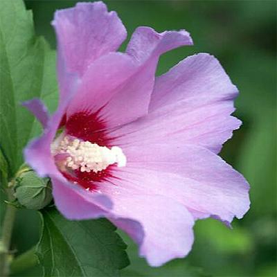 Hibiscus Syriacus 'aphrodite' - View 14 from www redcrocus com