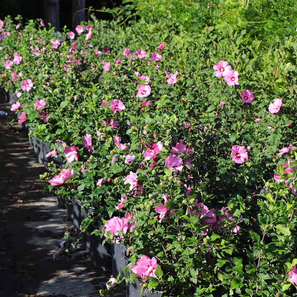 Hibiscus Syriacus 'aphrodite' - View 15 from www redcrocus com