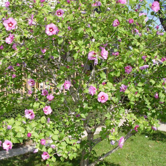Hibiscus Syriacus 'aphrodite' - View 16 from www redcrocus com