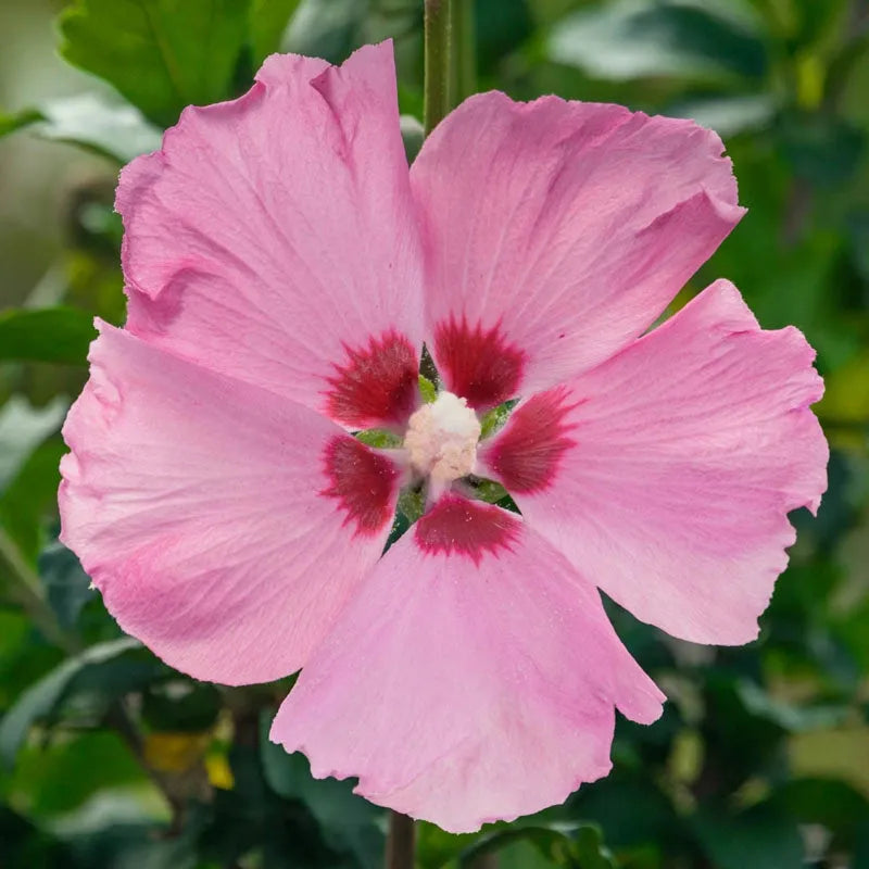 Hibiscus Syriacus 'aphrodite' - View 2 from www redcrocus com
