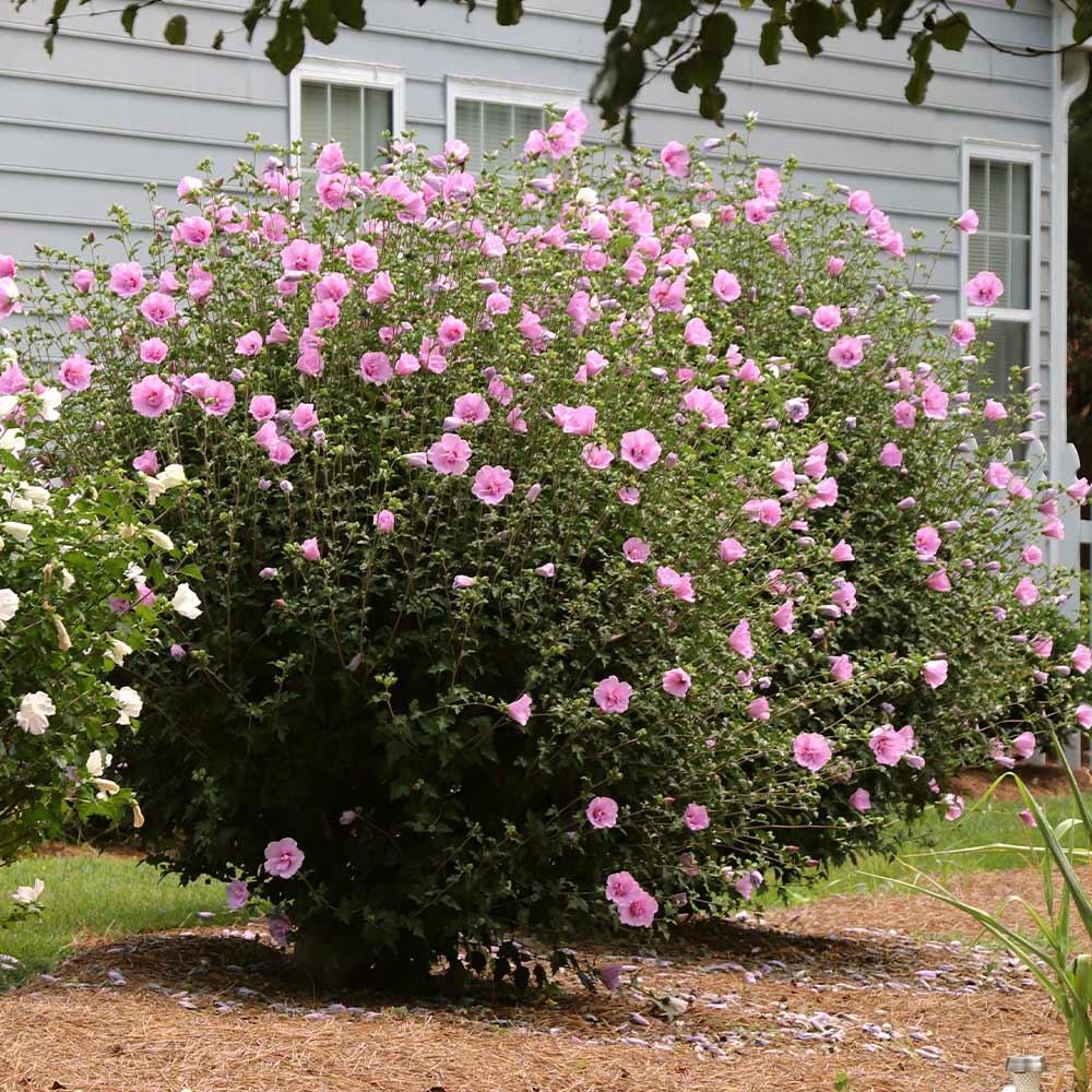 Hibiscus Syriacus 'aphrodite' - View 3 from www redcrocus com