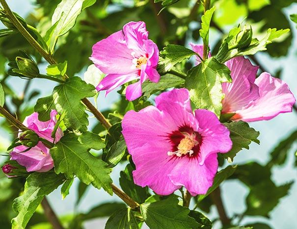 Hibiscus Syriacus 'aphrodite' - View 6 from www redcrocus com