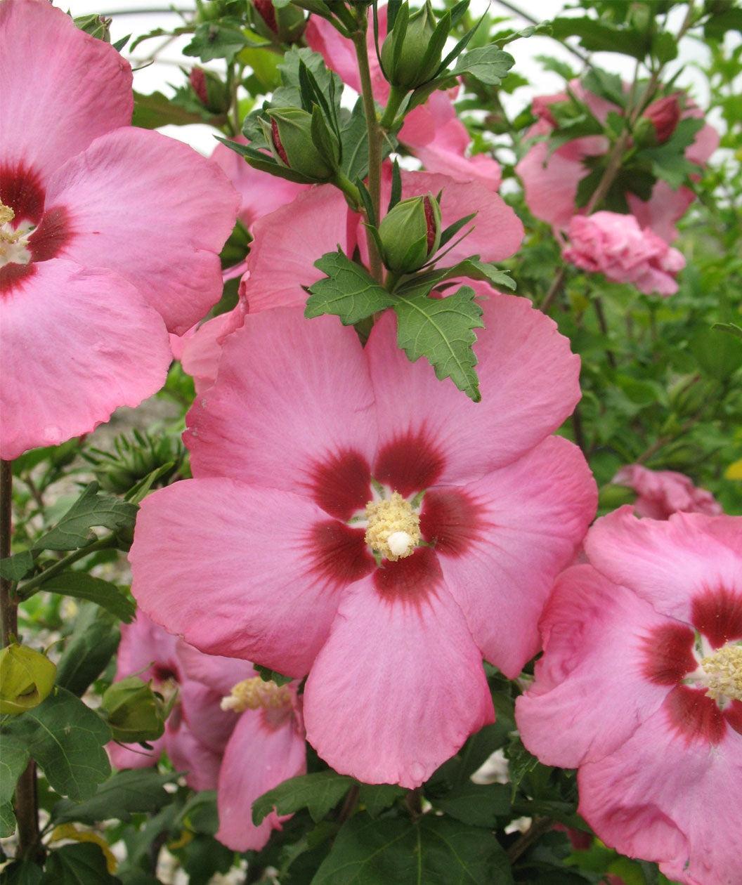 Hibiscus Syriacus 'aphrodite' - View 7 from www redcrocus com