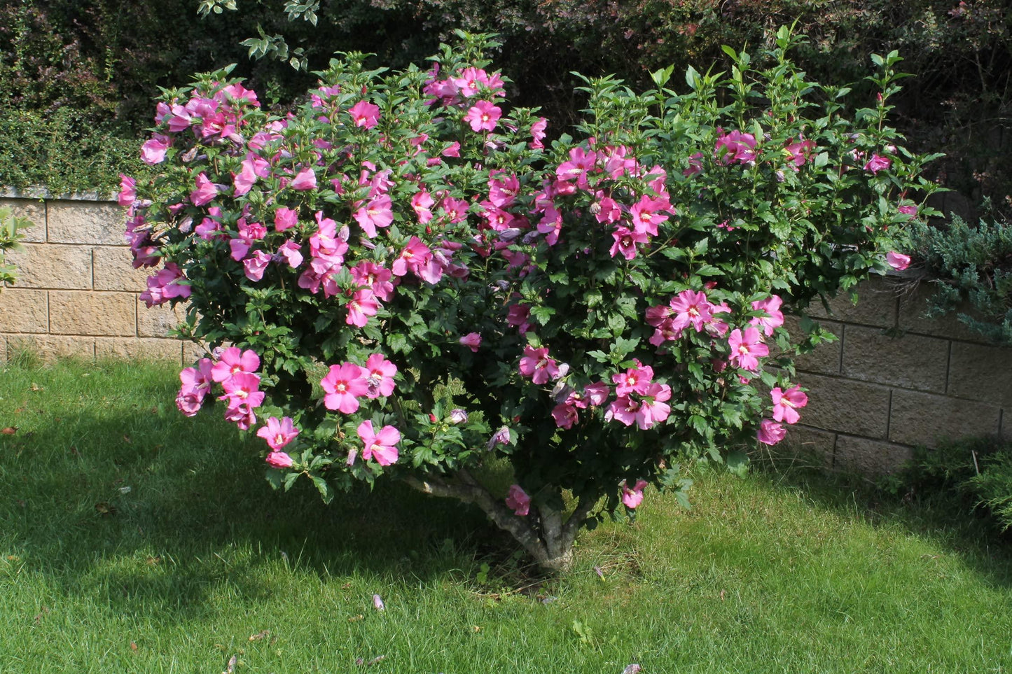 Hibiscus Syriacus 'aphrodite' - View 8 from www redcrocus com