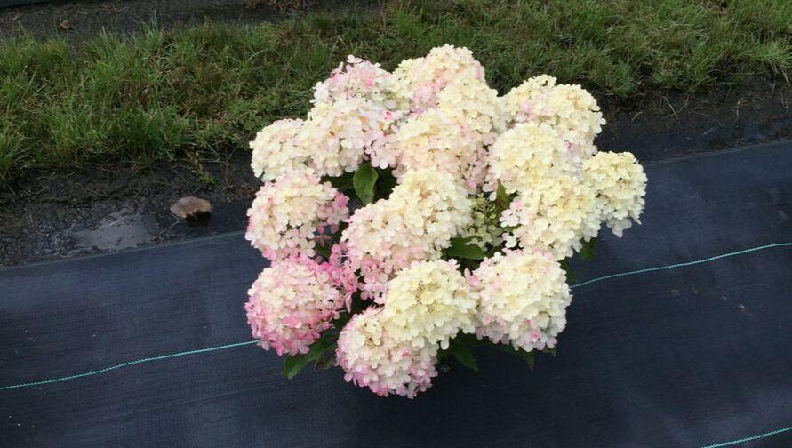 Hydrangea Paniculata 'firelight Tidbit' - View 14 from www redcrocus com