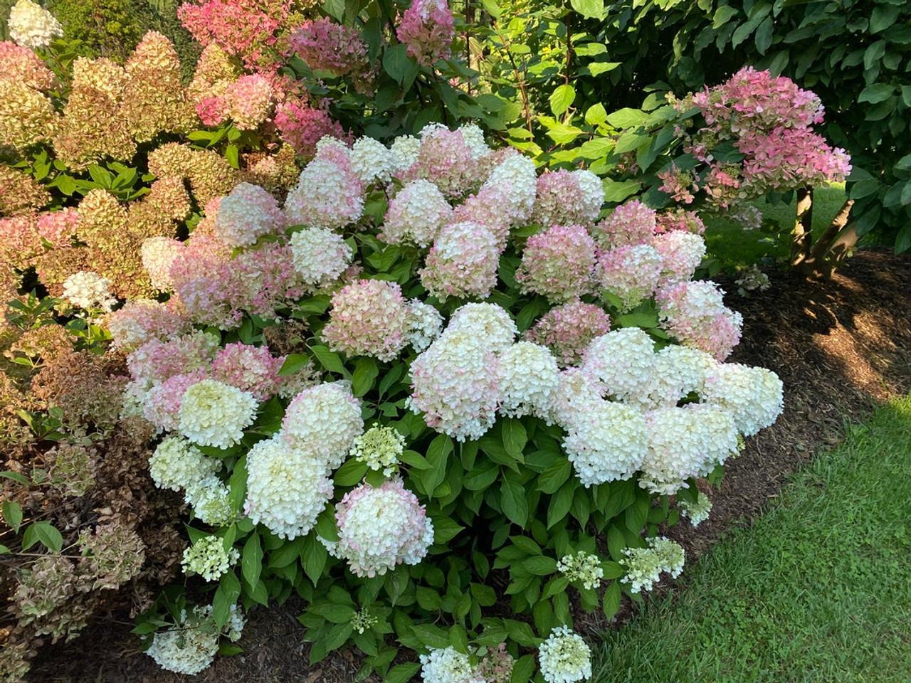 Hydrangea Paniculata 'firelight Tidbit' - View 15 from www redcrocus com