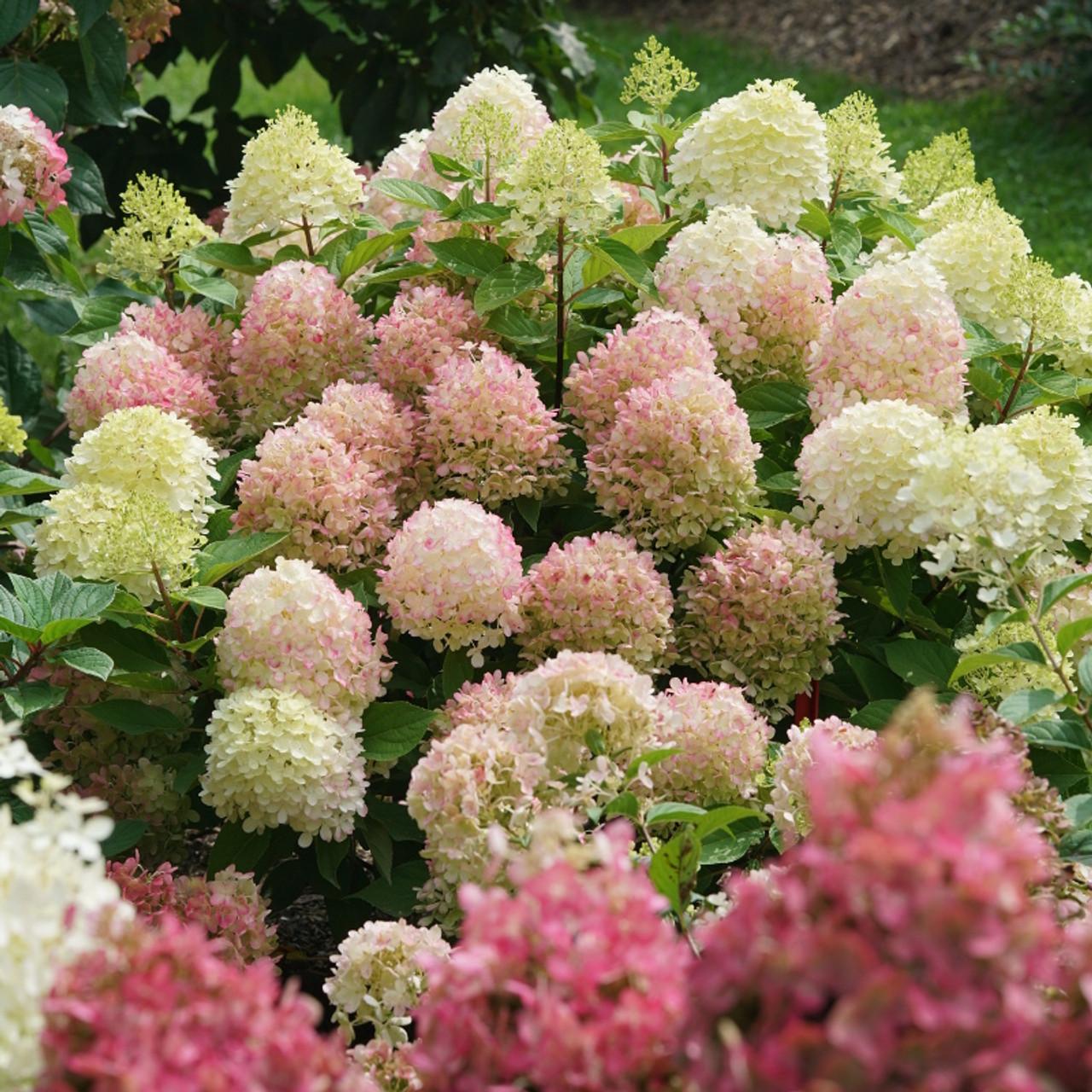 Hydrangea Paniculata 'firelight Tidbit' - View 19 from www redcrocus com