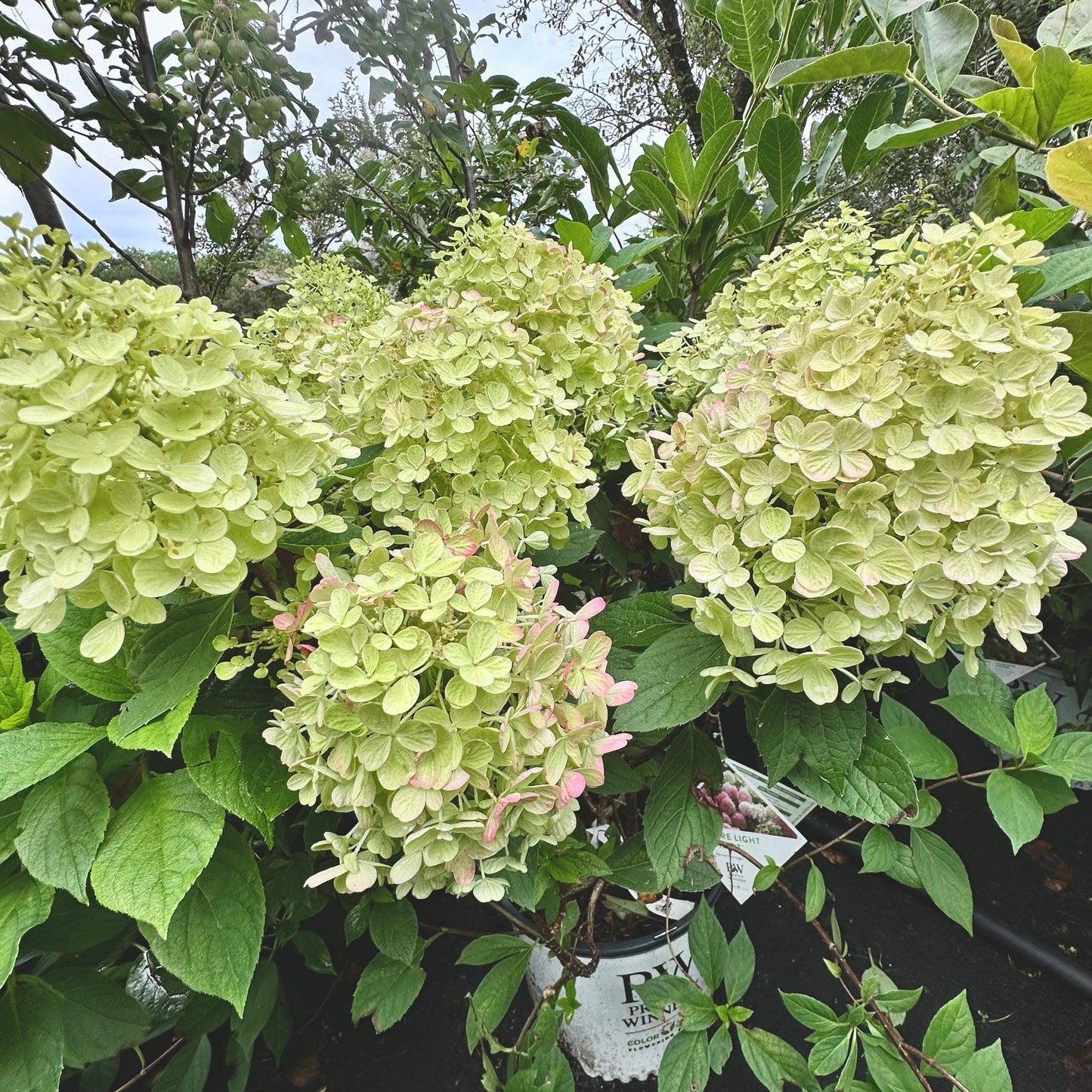 Hydrangea Paniculata 'firelight Tidbit' - View 20 from www redcrocus com