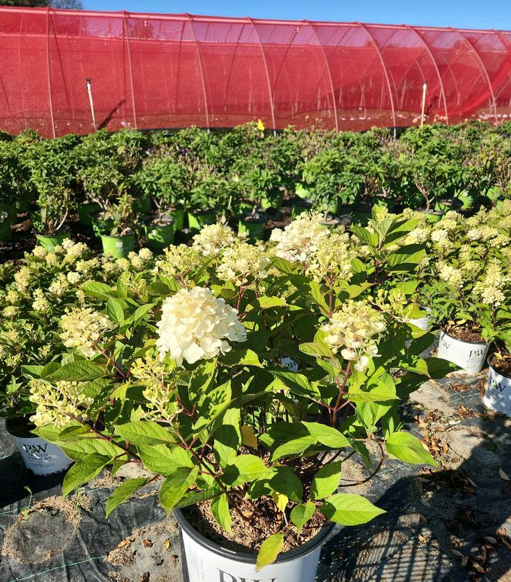 Hydrangea Paniculata 'firelight Tidbit' - View 24 from www redcrocus com