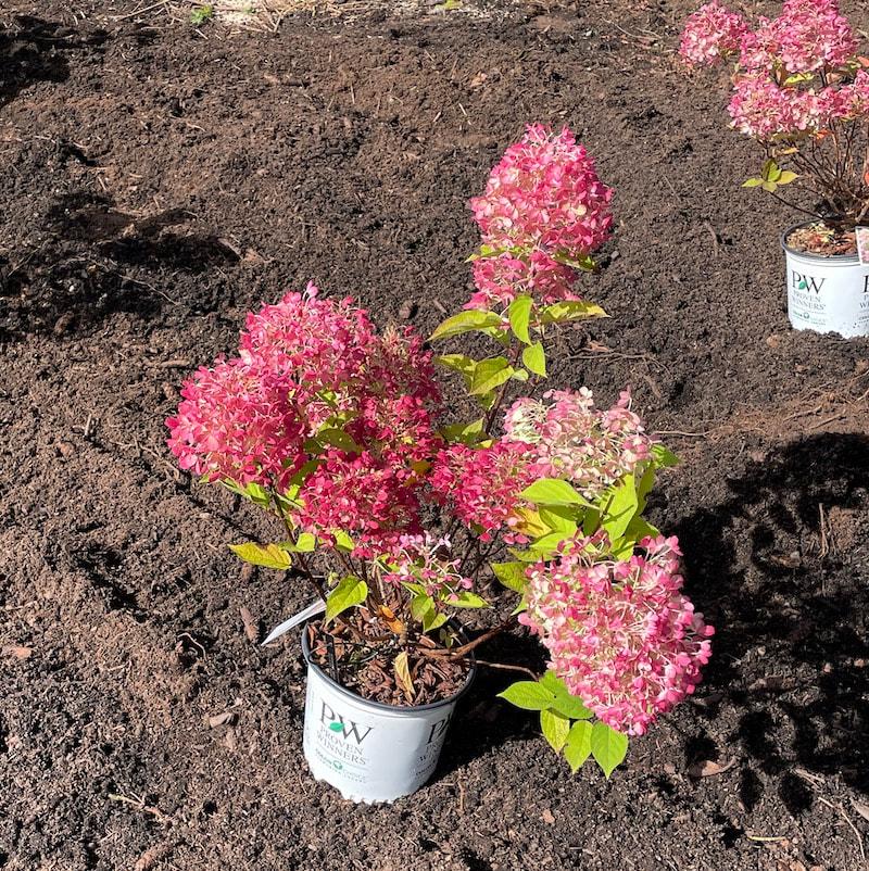 Hydrangea Paniculata 'firelight Tidbit' - View 26 from www redcrocus com