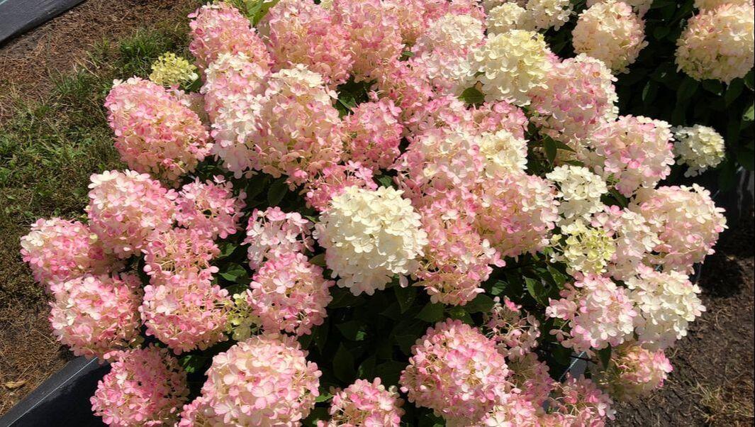 Hydrangea Paniculata 'firelight Tidbit' - View 27 from www redcrocus com