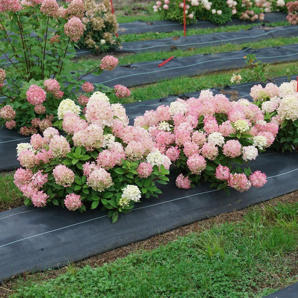 Hydrangea Paniculata 'firelight Tidbit' - View 28 from www redcrocus com