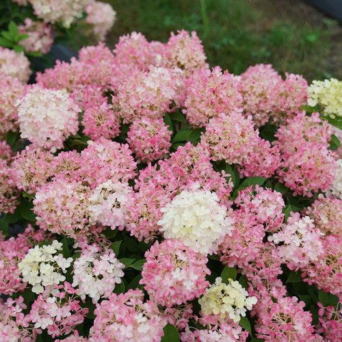 Hydrangea Paniculata 'firelight Tidbit' - View 32 from www redcrocus com
