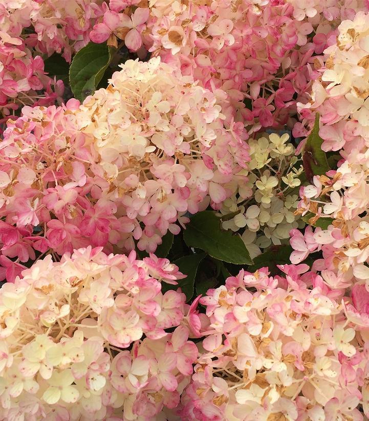 Hydrangea Paniculata 'firelight Tidbit' - View 35 from www redcrocus com